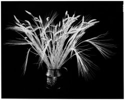 Bogdan Konopka – Lecons de Tenebres - 2011