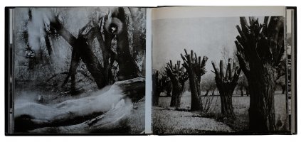 Edward Hartwig - Wierzby