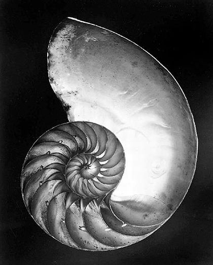 foto_edward_weston3.jpg