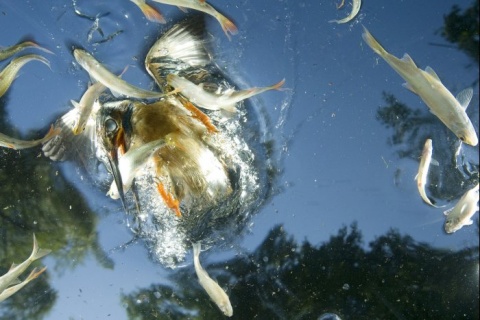 I Nagroda 53. edycji World Press Photo w kategorii: Nature Singles, Joe Petersburger, Hungary, National Geographic, Hunting kingfisher, Hungary