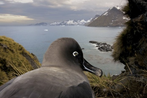 I Nagroda 53. edycji World Press Photo w kategorii: Nature Stories, Paul Nicklen, Canada, National Geographic, South Georgia, Antartica