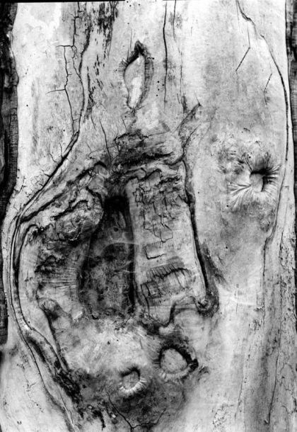 Mariusz Niechwedowicz - Anthropomorphosis